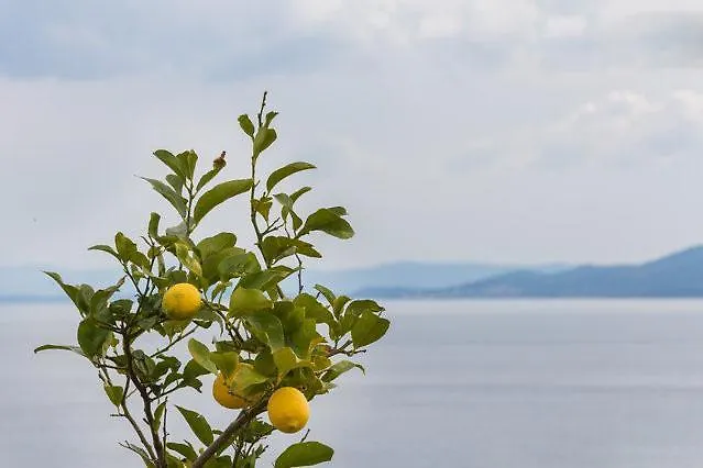 Babaja