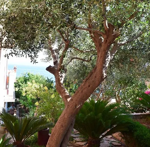 Babaja Trogir